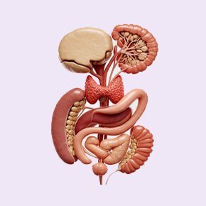 Endokrin Sistemi